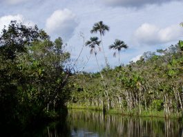 Yasuni