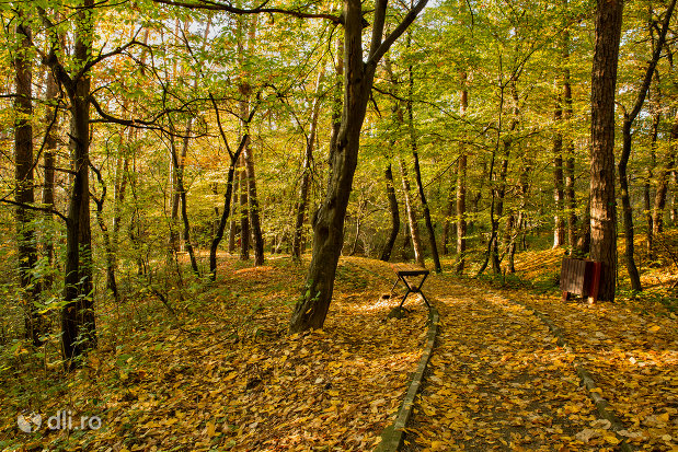 alee-cu-banca-trasee-montane-pe-muntele-meses-din-zalau.jpg