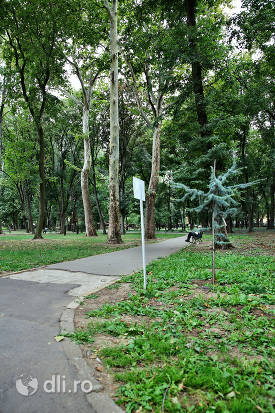 alee-parcul-dendrologic-carei.jpg