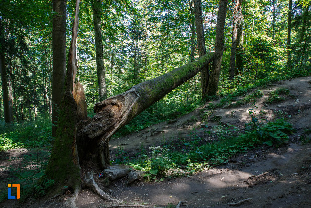 bariera-naturala-de-pe-traseul-spre-cascada-urlatoarea-din-busteni-judetul-prahova.jpg