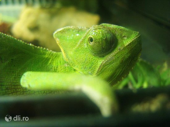 cameleonul-fotogenic-zoo-targoviste.jpg