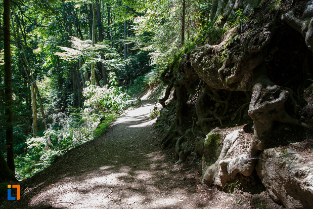 carare-de-munte-traseul-spre-cascada-urlatoarea-din-busteni-judetul-prahova.jpg