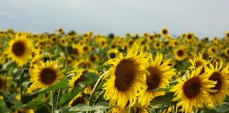 Cheile Turzii: Îmbrățișează, copile, natura!