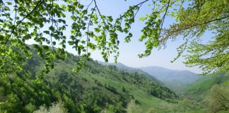 În Munții Cernei ninge cu petale de flori de cireș (II)