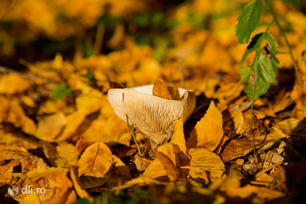 ciuperca-trasee-montane-pe-muntele-meses-din-zalau.jpg