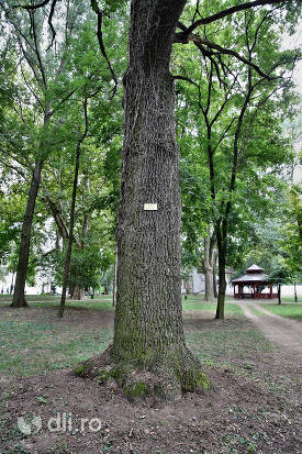 copac-din-parcul-dendrologic-carei.jpg