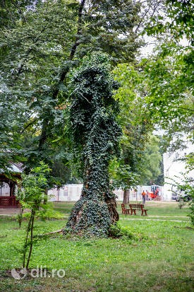copac-interesant-din-parcul-dendrologic-carei.jpg