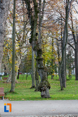 copaci-din-parcul-central-simion-barnitiu-din-cluj-napoca-judetul-cluj.jpg