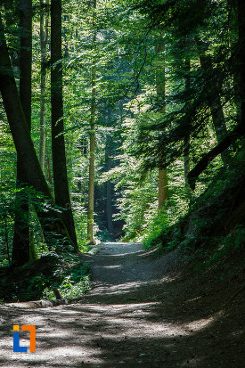 copacii-de-pe-traseul-spre-cascada-urlatoarea-din-busteni-judetul-prahova.jpg