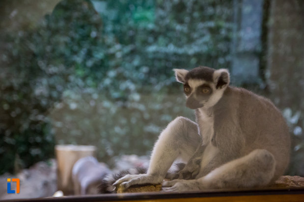 fotografie-cu-lemur-gradina-zoologica-din-sibiu-judetul-sibiu.jpg