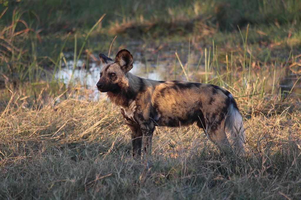 hiene Botswana