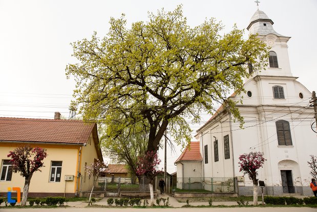 imagine-cu-stejarul-unirii-din-ocna-mures-judetul-alba.jpg