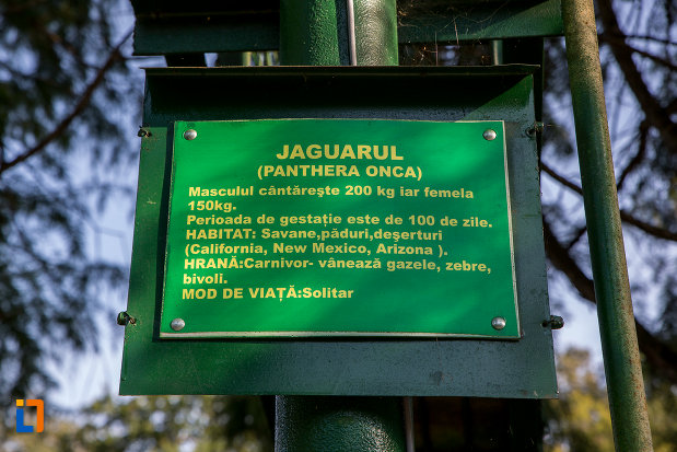 informatii-despre-jaguar-gradina-zoologica-din-sibiu-judetul-sibiu.jpg