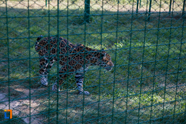 leoprad-din-gradina-zoologica-din-sibiu-judetul-sibiu.jpg