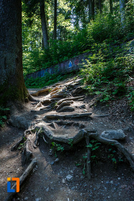 marcaje-de-la-traseul-spre-cascada-urlatoarea-din-busteni-judetul-prahova.jpg