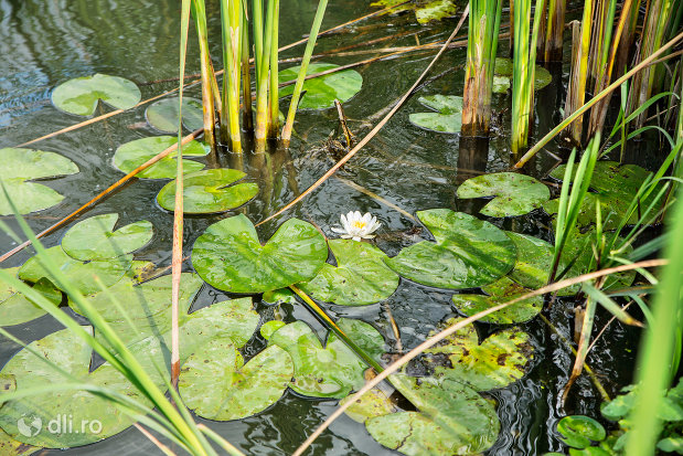 nufar-alb-pe-lacul-ianculesti-judetul-satu-mare.jpg