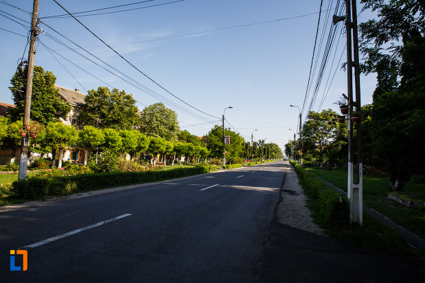 orasul-jimbolia-judetul-timis-sosea-cu-multi-copaci.jpg