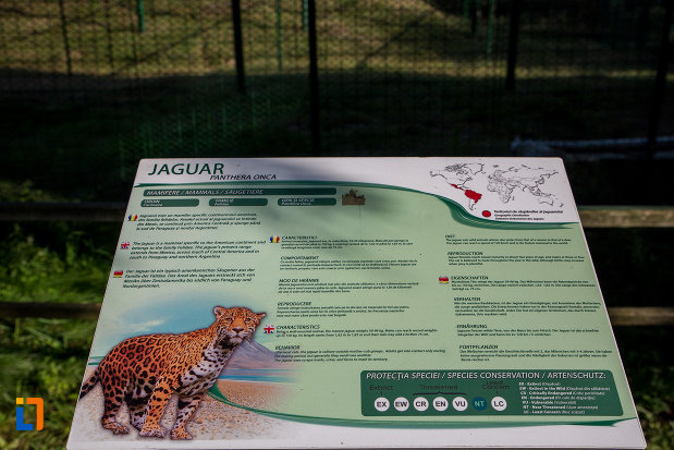 pantera-onca-gradina-zoologica-din-sibiu-judetul-sibiu.jpg