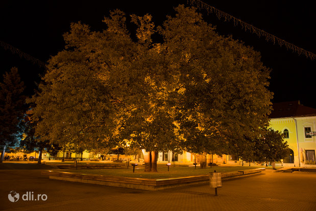 parc-imagine-nocturna-orasul-baia-mare-judetul-maramures.jpg