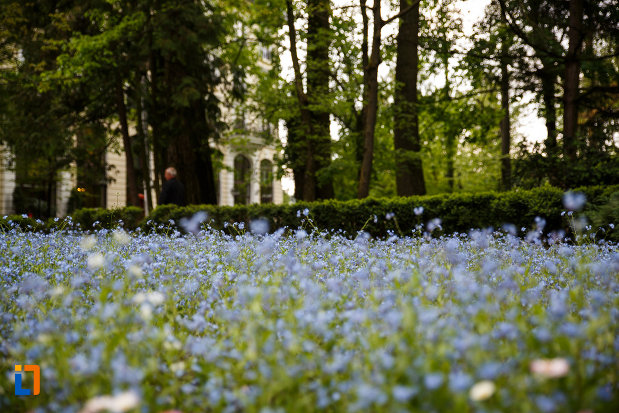 parcul-zavoi-din-ramnicu-valcea-judetul-valcea-flori-de-nu-ma-uita.jpg