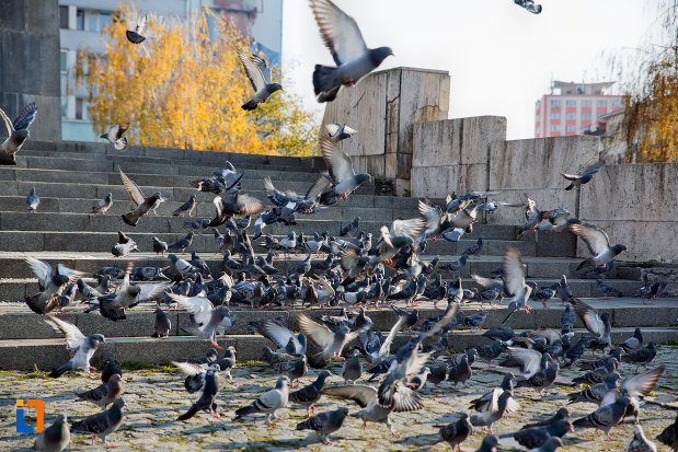 porumbei-langa-statuia-ecvestra-a-lui-mihai-viteazul-din-cluj-napoca-judetul-cluj.jpg