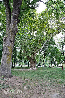poza-din-parcul-dendrologic-carei.jpg