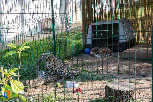 Gradina Zoologica din Sibiu : Obiective turistice Sibiu - Deștepți.ro