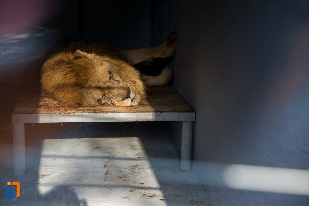 regele-animalelor-gradina-zoologica-din-sibiu-judetul-sibiu.jpg