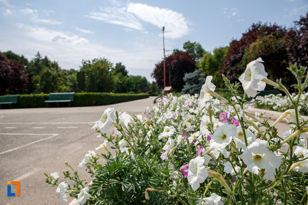 spatiu-cu-flori-si-verdeata-din-parcul-central-din-zimnicea-judetul-teleorman.jpg