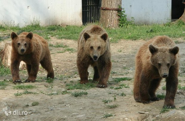 ursi-gradina-zoologica-targoviste.jpg