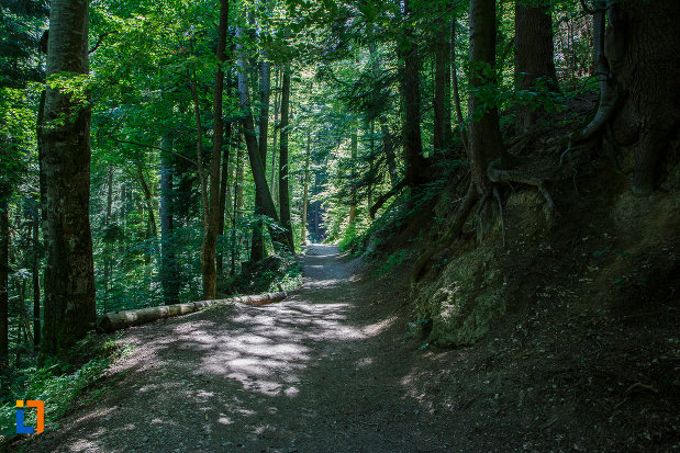 vegetatie-de-padure-traseul-spre-cascada-urlatoarea-din-busteni-judetul-prahova.jpg