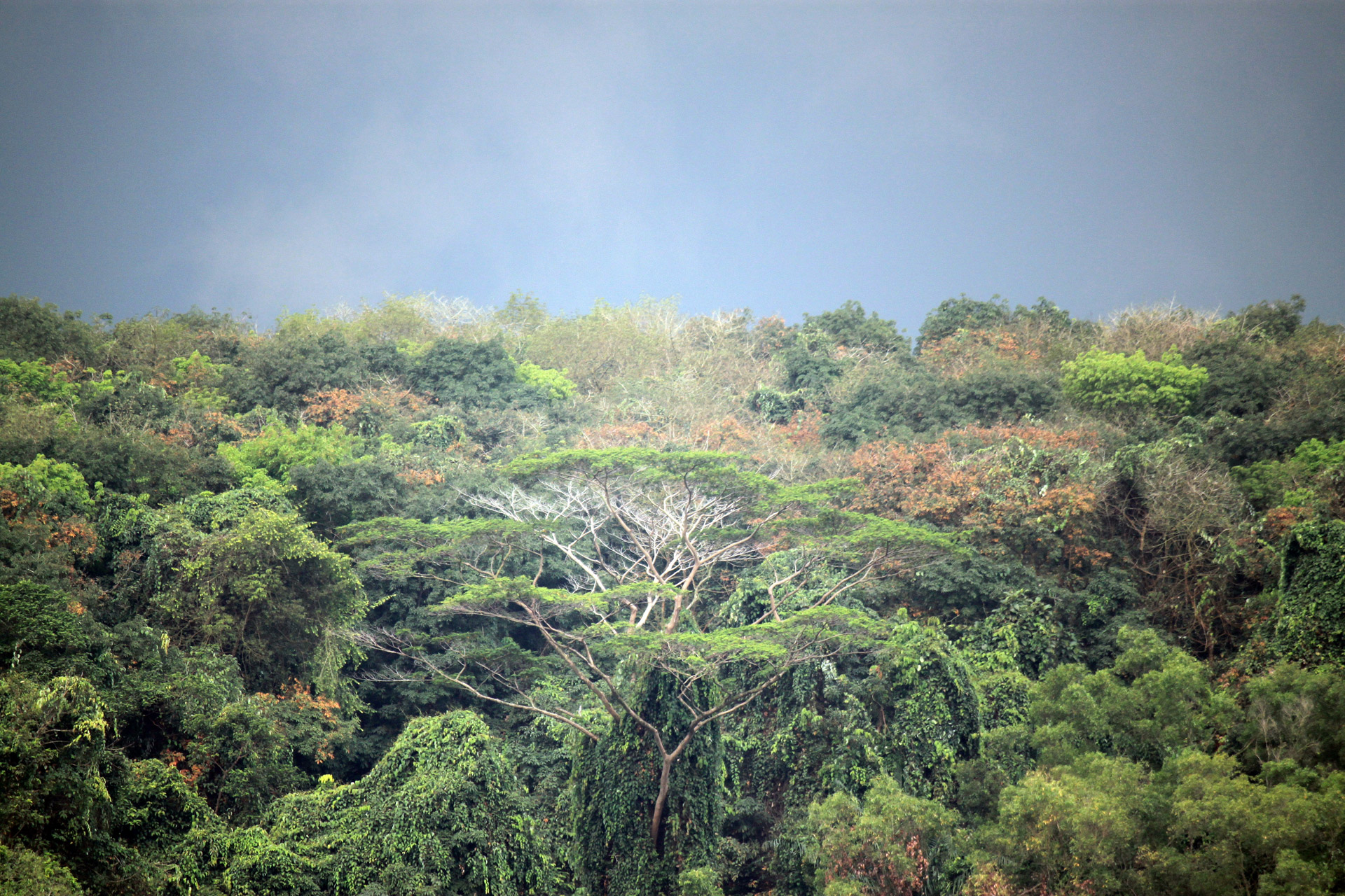 Do my best pink something Cel mai bogat ecosistem de pe planetă – Pădurea tropicală - Deștepți.ro