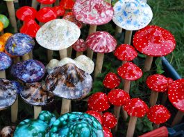 Drogurile psihedelice