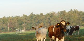 Cine este responsabil pentru cazurile de mutilări de animale? Secte, guvern sau extratereştri? Cows