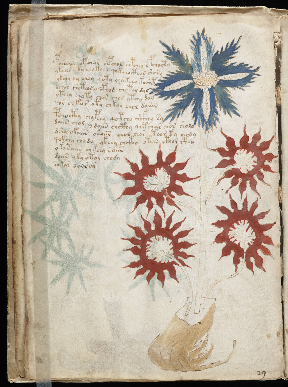 Voynich11