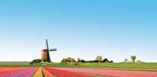 Olanda și mania lalelelor