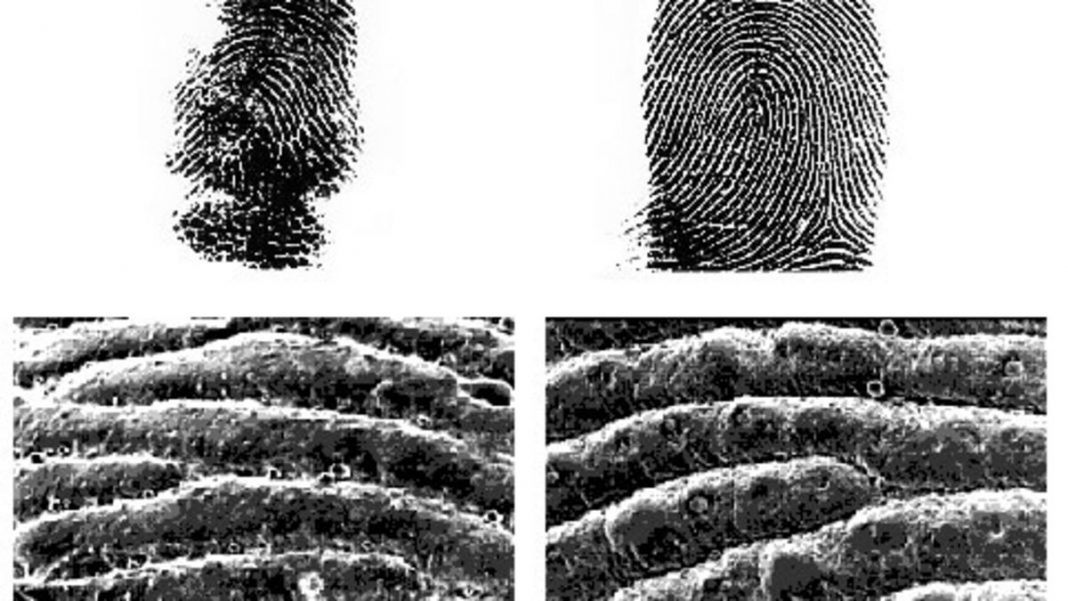 Amprentele ursului koala