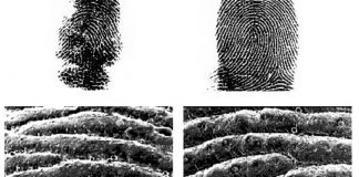 Koala – animalul cu amprente uimitor de asemănătoare cu cele umane Amprentele ursului koala