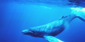 Cum dorm balenele și delfinii fără să se înece? Descoperă secretele somnului mamiferelor marine Balene