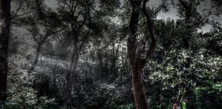 Pădurea Baciu – un loc faimos în întreaga lume ce atrage pasionaţii de paranormal Padurea Baciu
