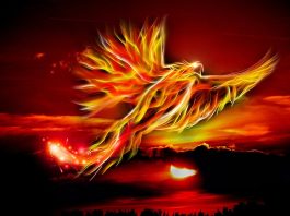 Phoenix Bird