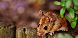 Pot şoarecii să dea dovadă de empatie? Un experiment interesant Soriceii - empatie