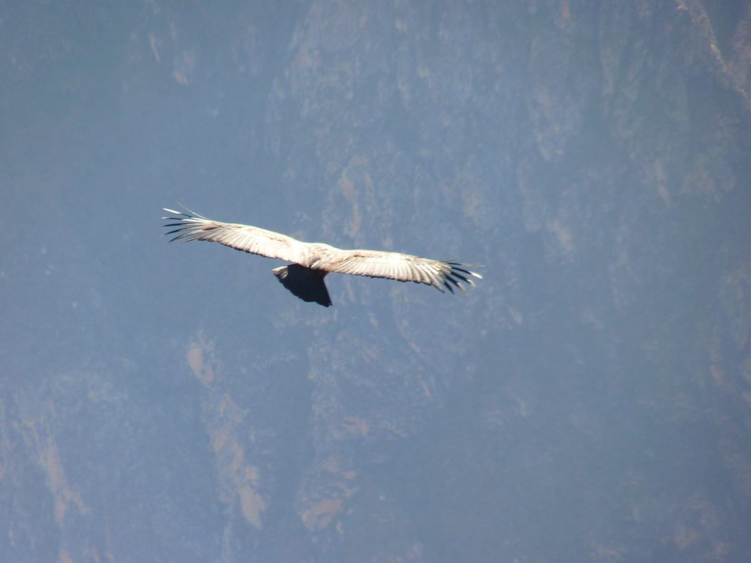 Condor Condor
