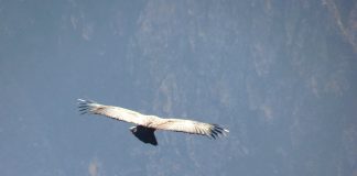 Pasărea tunetului – un condor uriaş confundat cu legendara creatură? Condor