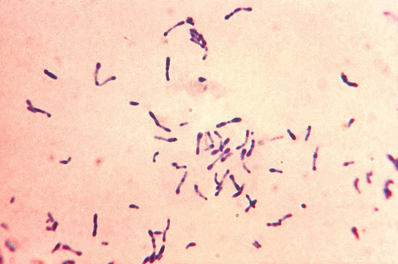 Corynebacterium