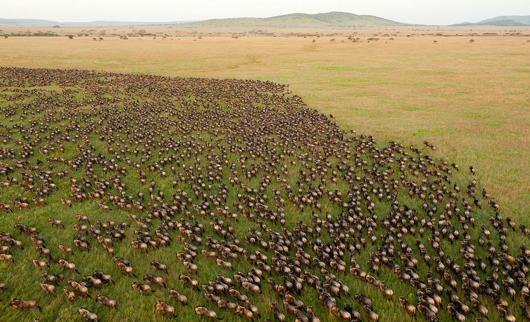 Parcul Național Serengeti din Tanzania Parcul Național Serengeti din Tanzania