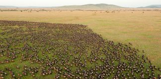 Parcul Național Serengeti din Tanzania