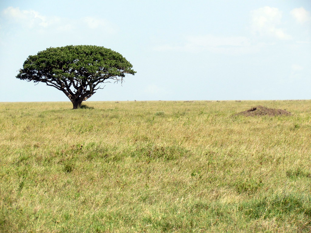 Parcul Național Serengeti din Tanzania1