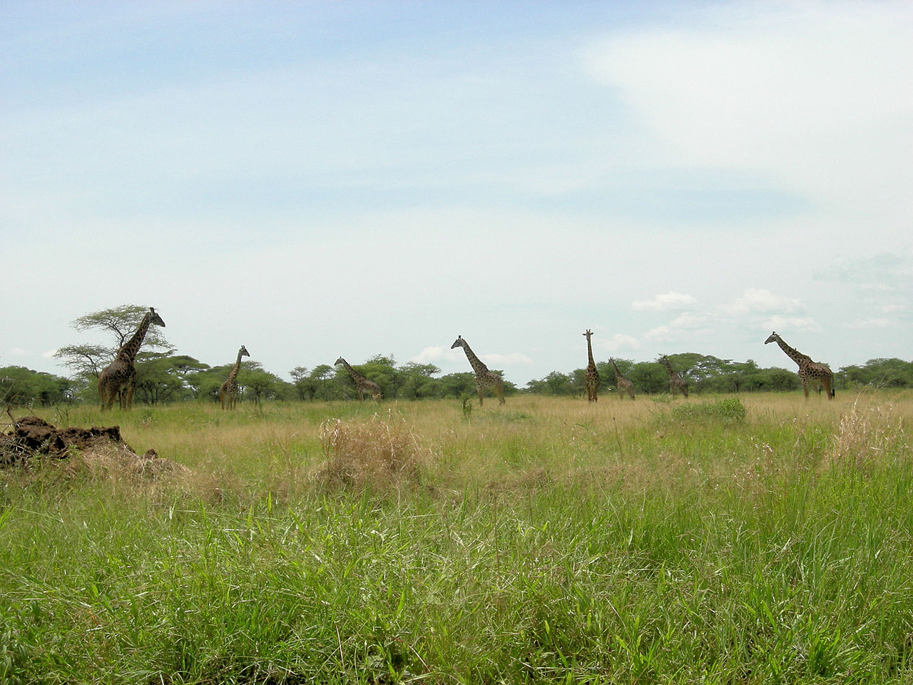 Parcul Național Serengeti din Tanzania111