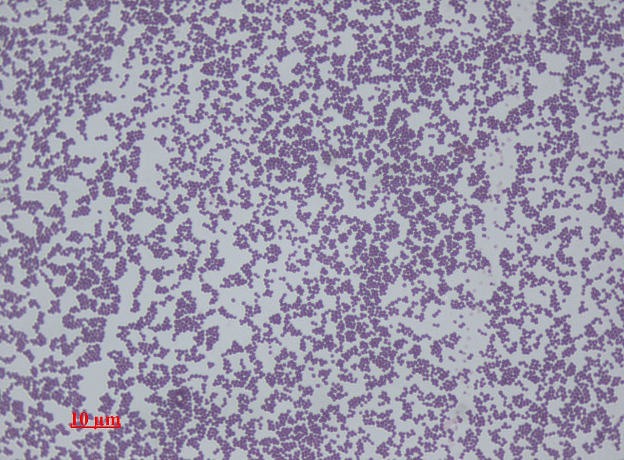 Staphylococcus epidermidis